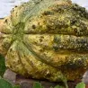 Zatta Melon Seeds