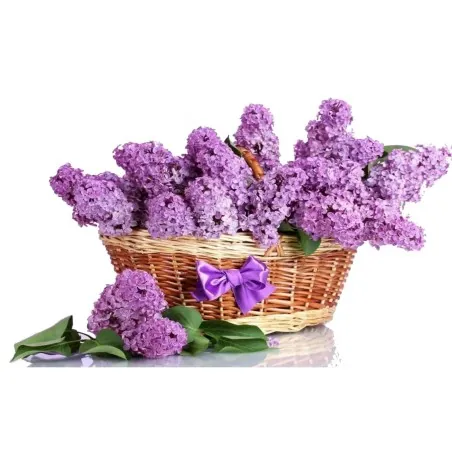 Lilac Seeds (Syringa vulgaris)