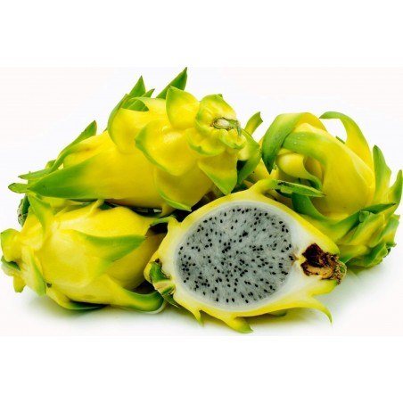 Price: €2.5 - Graines de Pitaya Jaune - Fruit du Dragon (Selenicereus megalanthus) -