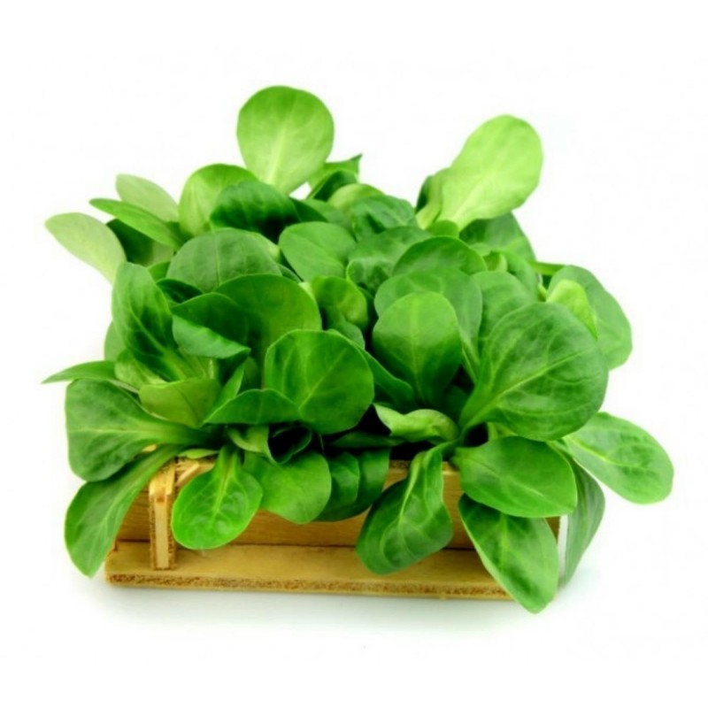 2000 Graines De Salade Mâche