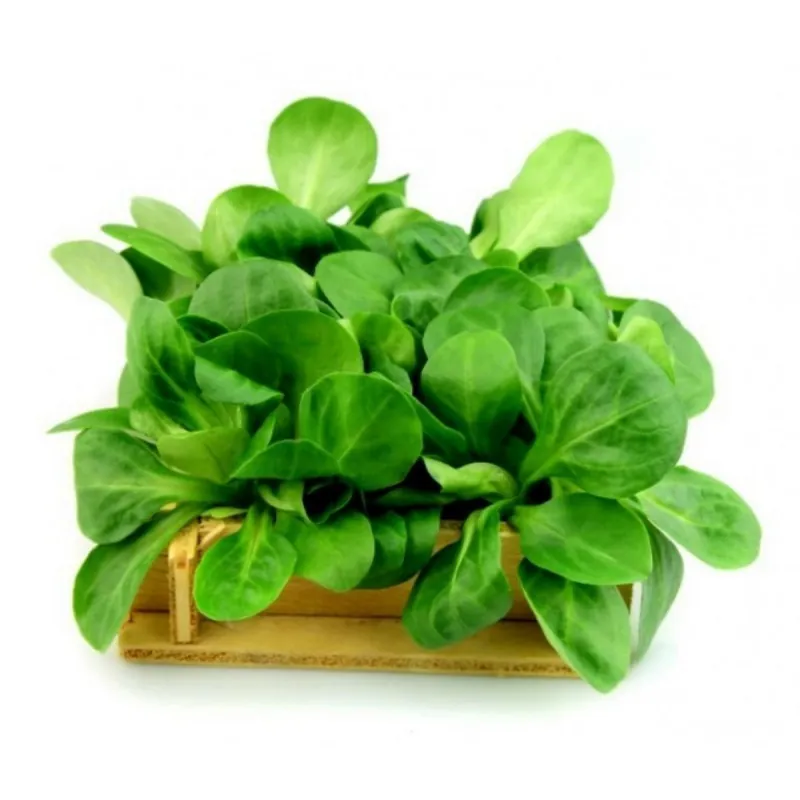 Corn Salad Lettuce 2000 Seeds