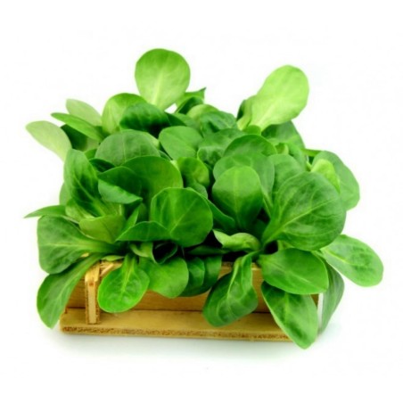 2000 Graines De Salade Mâche