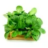 Corn Salad Lettuce 2000 Seeds