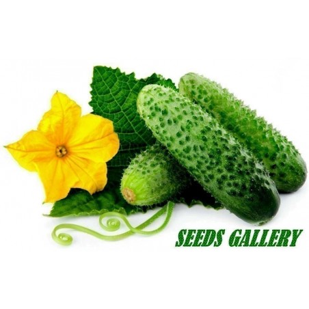 Price: €1.85 - Paris Comissom Cucumber 50 Seeds -