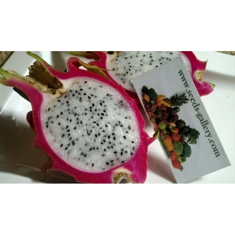 Σπόροι pitaya εξωτικό φρούτο του δράκου (Hylocereus undatus)