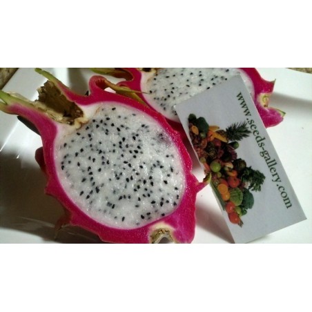Price: €2.35 - Semillas de Pitahaya, Pitaya (Hylocereus undatus) - 