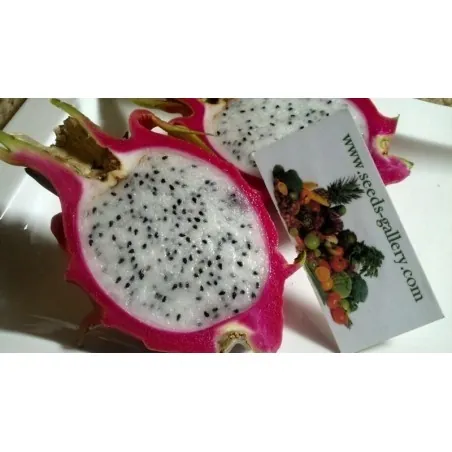 Σπόροι pitaya εξωτικό φρούτο του δράκου (Hylocereus undatus)