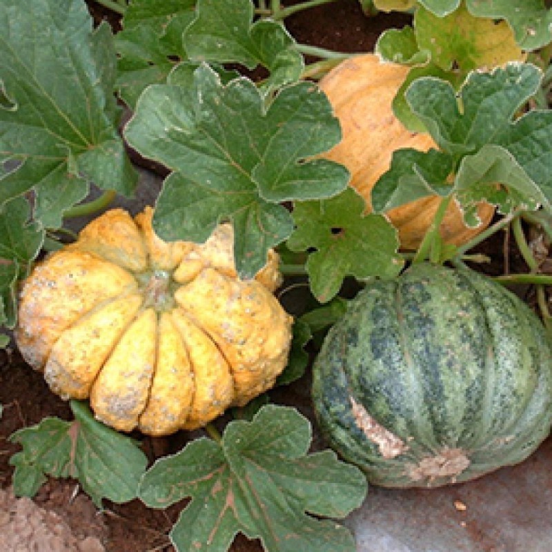 Semi di melone Zatta