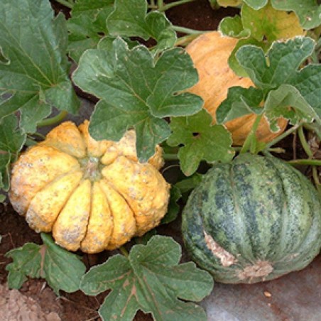 Semi di melone Zatta