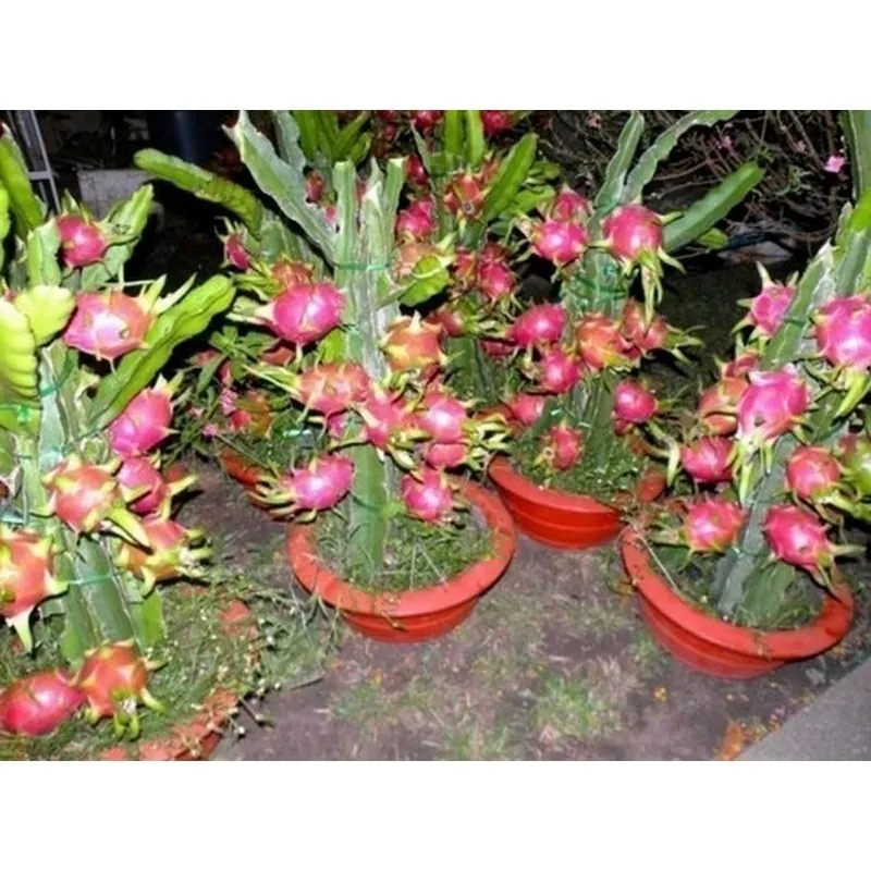 Σπόροι pitaya εξωτικό φρούτο του δράκου (Hylocereus undatus)