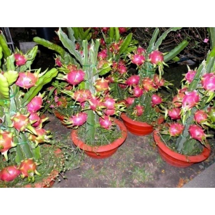 Nasiona Pitaja lub smoczy owoc (Hylocereus undatus) - 234.57915