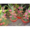 Price: €2.35 - Pitahayasläktet - Skogskaktusar Frön (Hylocereus undatus) - 