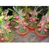 Σπόροι pitaya εξωτικό φρούτο του δράκου (Hylocereus undatus)