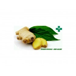 Price: €2.25 - Sementes de gengibre (Zingiber officinale) - 