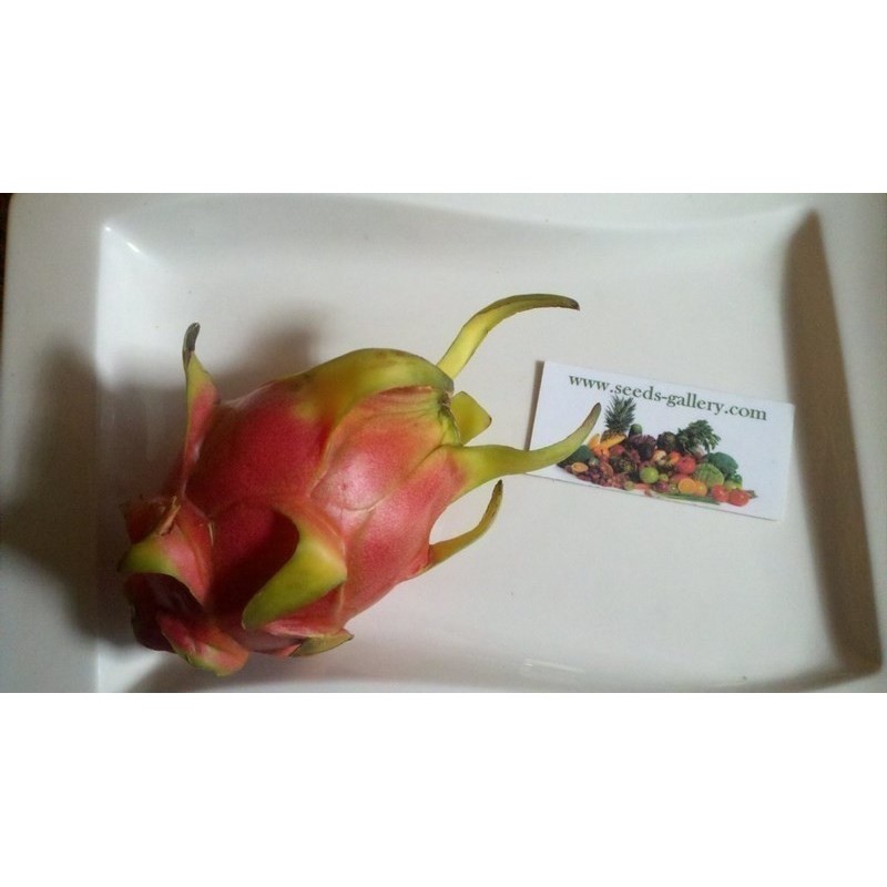 Price: €2.35 - Semillas de Pitahaya, Pitaya (Hylocereus undatus) - 