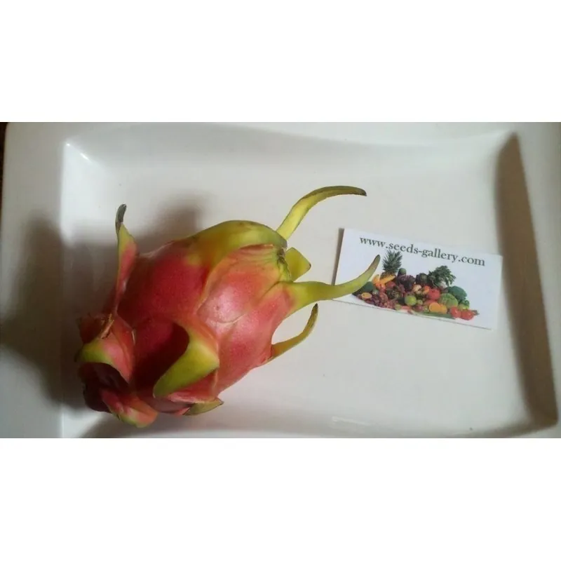 Σπόροι pitaya εξωτικό φρούτο του δράκου (Hylocereus undatus)