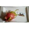 Σπόροι pitaya εξωτικό φρούτο του δράκου (Hylocereus undatus)