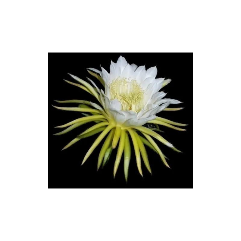 Σπόροι pitaya εξωτικό φρούτο του δράκου (Hylocereus undatus)