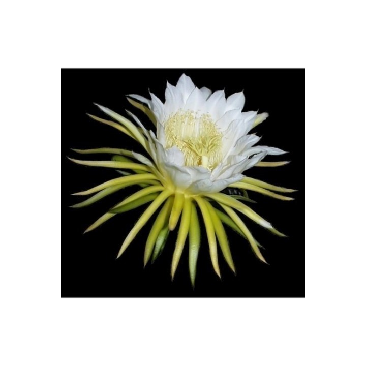 Nasiona Pitaja lub smoczy owoc (Hylocereus undatus) - 234.57915