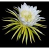 Price: €2.35 - Graines de Pitaya, Fruit Du Dragon (Hylocereus undatus) - 