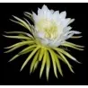 Σπόροι pitaya εξωτικό φρούτο του δράκου (Hylocereus undatus)