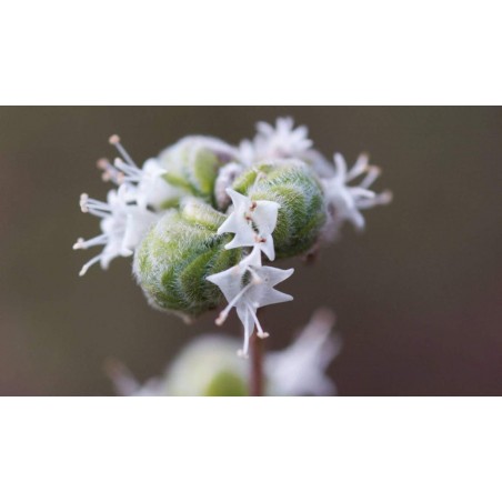 Price: €1.8 - Mejram Frön Perenna (Origanum majorana) -