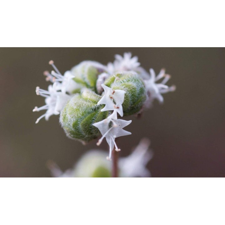 Herb Seeds Marjoram Sweet (Origanum Majorana) - 211.121235