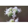 Price: €1.8 - Mejram Frön Perenna (Origanum majorana) - 