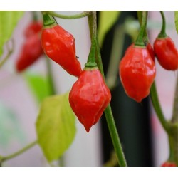 Price: €2.25 - Lantern ljuta chili paprika seme - 