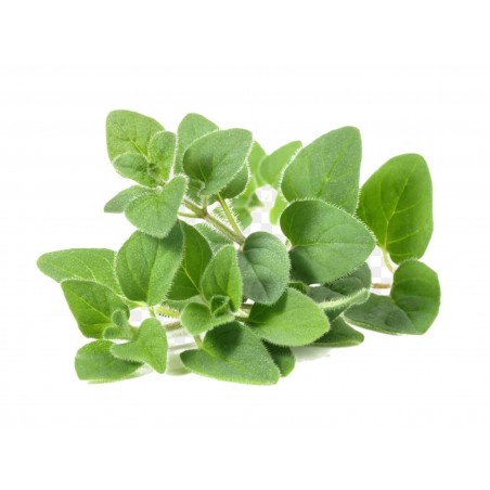 Price: €1.8 - Mejram Frön Perenna (Origanum majorana) -