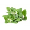 Price: €1.8 - Mejram Frön Perenna (Origanum majorana) - 