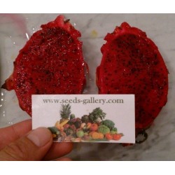 Semi di Pitahaya rossa (carne rossa)