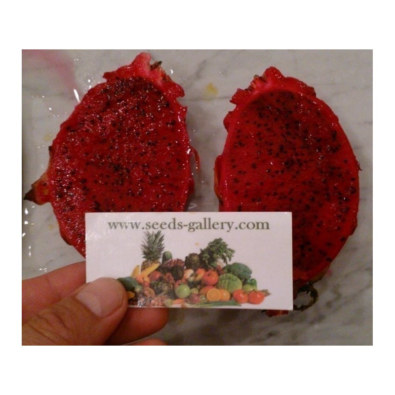 Price: €2.5 - Graines Pitaya Fruit Du Dragon Rouge (Hylocereus costaricensis) - Unbranded