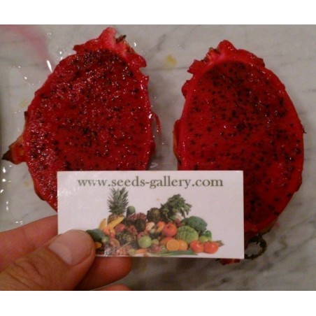 Price: €2.5 - Drachenfrucht Samen Pitahaya Mit Roten Fleisch (Hylocereus costaricensis) - Unbranded