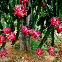Drachenfrucht Samen Pitahaya Mit Roten Fleisch Kaktus Kakteen