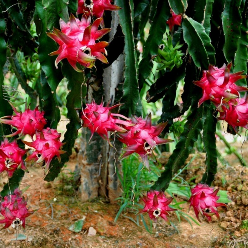 Price: €2.5 - Drachenfrucht Samen Pitahaya Mit Roten Fleisch (Hylocereus costaricensis) - Unbranded