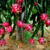 Price: €2.5 - Pitahayasläktet eller skogskaktusar Frön (rött kött) (Hylocereus costaricensis) - Unbranded
