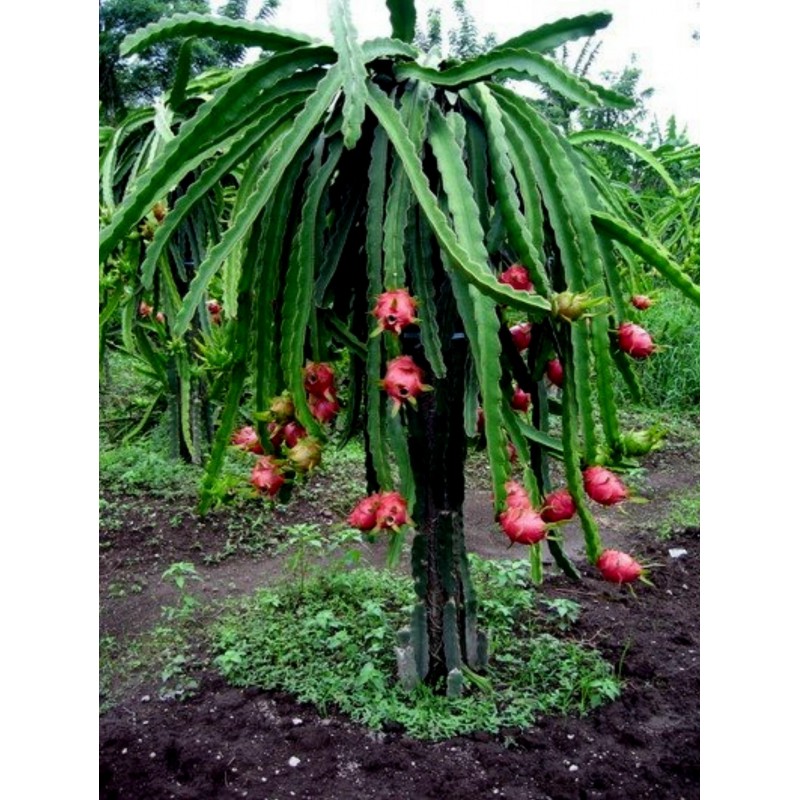 Price: €2.5 - Drachenfrucht Samen Pitahaya Mit Roten Fleisch (Hylocereus costaricensis) - Unbranded