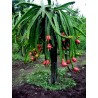 Price: €2.5 - Semi di Pitahaya rossa (carne rossa) (Hylocereus costaricensis) - Unbranded