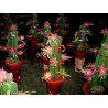 Price: €2.5 - Drachenfrucht Samen Pitahaya Mit Roten Fleisch (Hylocereus costaricensis) - Unbranded