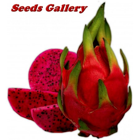 Price: €2.5 - Drachenfrucht Samen Pitahaya Mit Roten Fleisch (Hylocereus costaricensis) - Unbranded