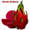Price: €2.5 - Drachenfrucht Samen Pitahaya Mit Roten Fleisch (Hylocereus costaricensis) - Unbranded