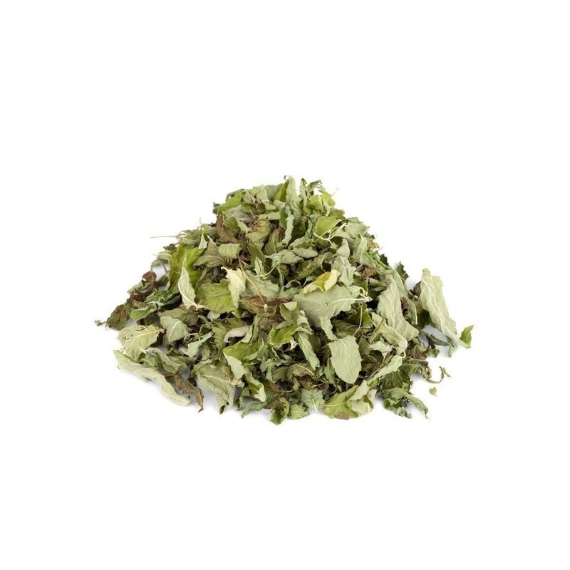 Pepparmynta Frön (Mentha ×piperita)