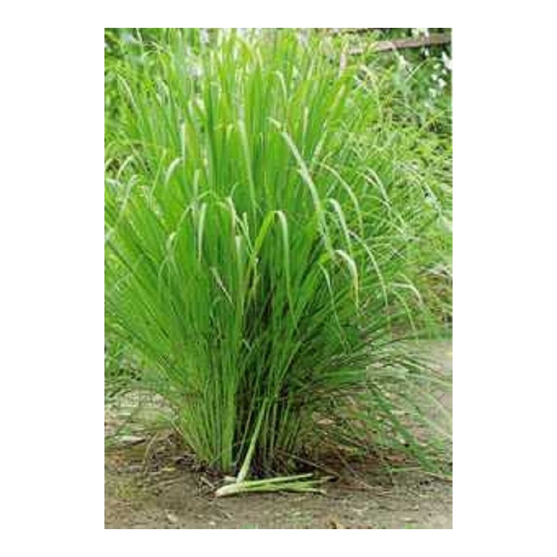 Graines de Lemongrass - Citronnelle (Cymbopogon citratus)