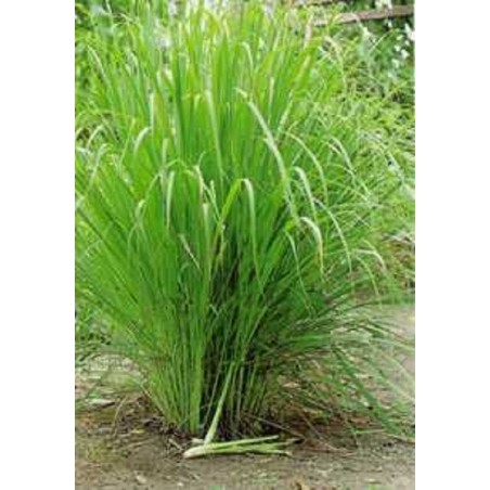 Price: €2.55 - Lemongrass spice - minced (Cymbopogon citratus) - 