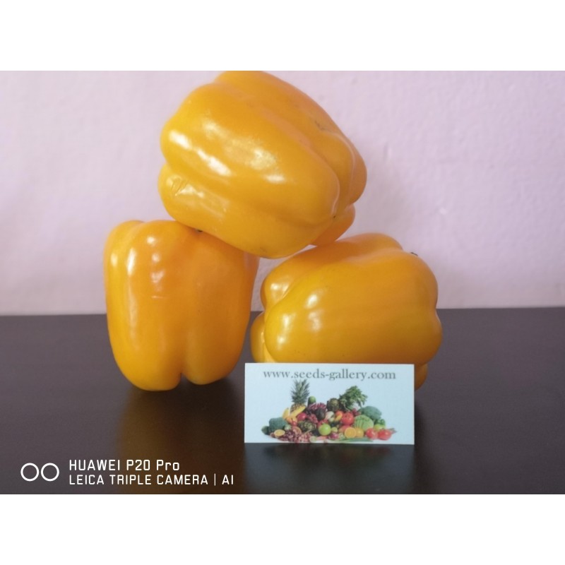 Price: €1.85 - Slatka babura seme Crveni Dzin - 