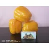 Red Giant Monster Sweet Pepper Seeds