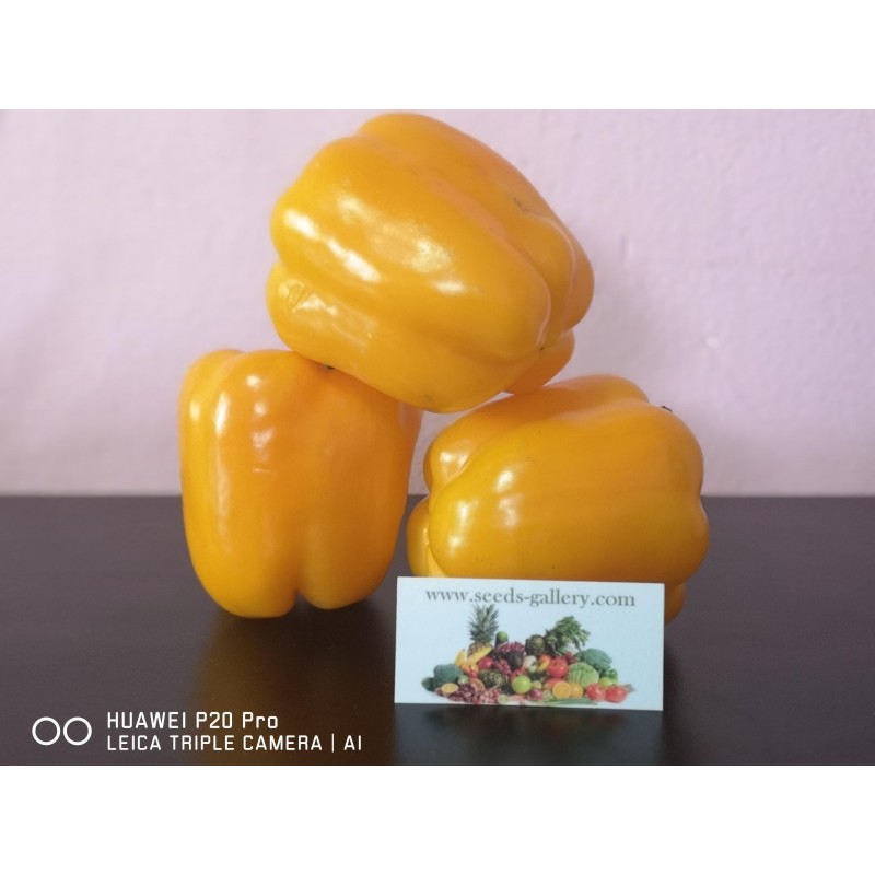 Price: €1.85 - Slatka babura seme Crveni Dzin - 