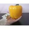 Red Giant Monster Sweet Pepper Seeds