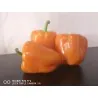 Red Giant Monster Sweet Pepper Seeds